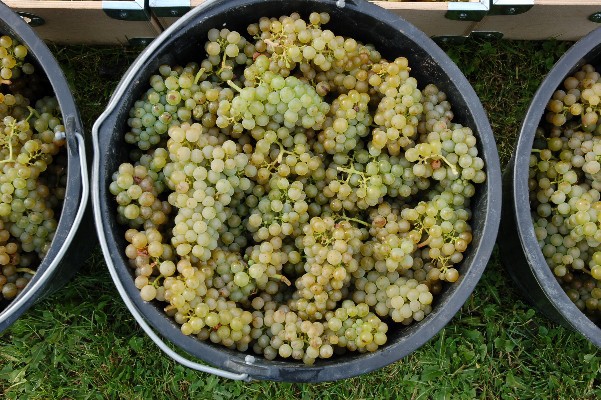 høst 2008 druer