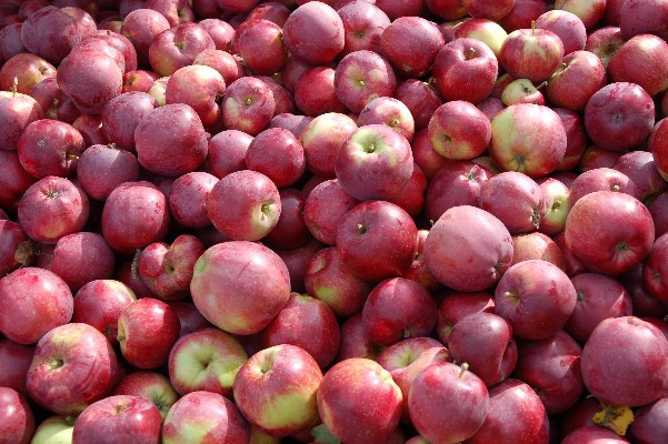 høst 2008 æbler